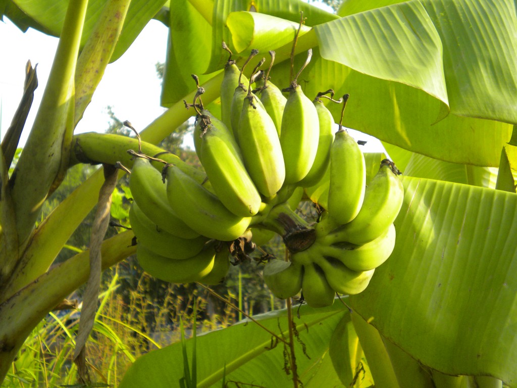 BANANAS! - A Culinary Adventure for the Entire Family - Sylveee’s